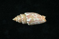 藏品(紅牙筆螺)的圖片